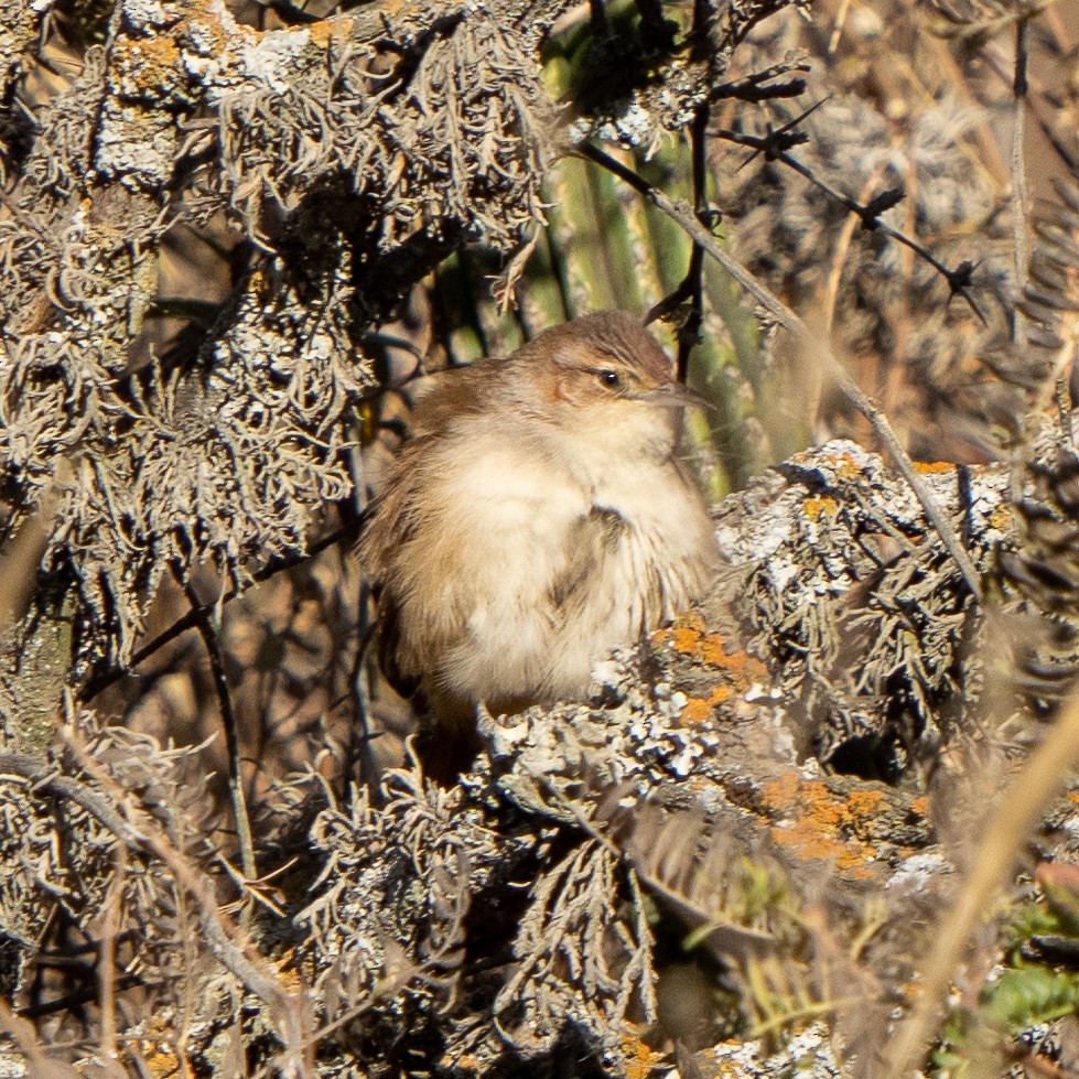 Streak-fronted Thornbird - ML626825929