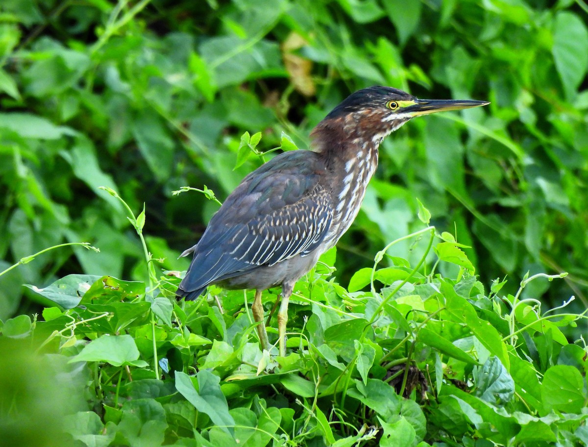 Green Heron - ML626825940