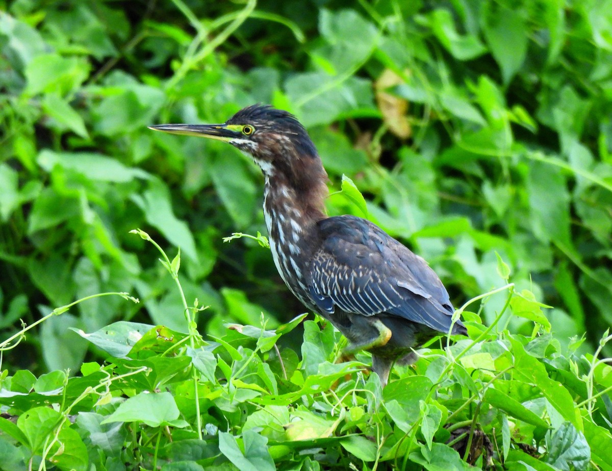 Green Heron - ML626825941