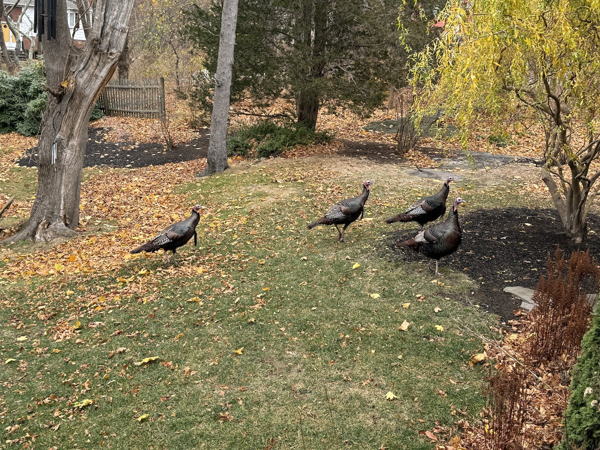 Tacchino selvatico - ML626825984