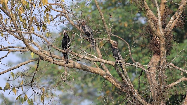 Oriental Darter - ML626826212