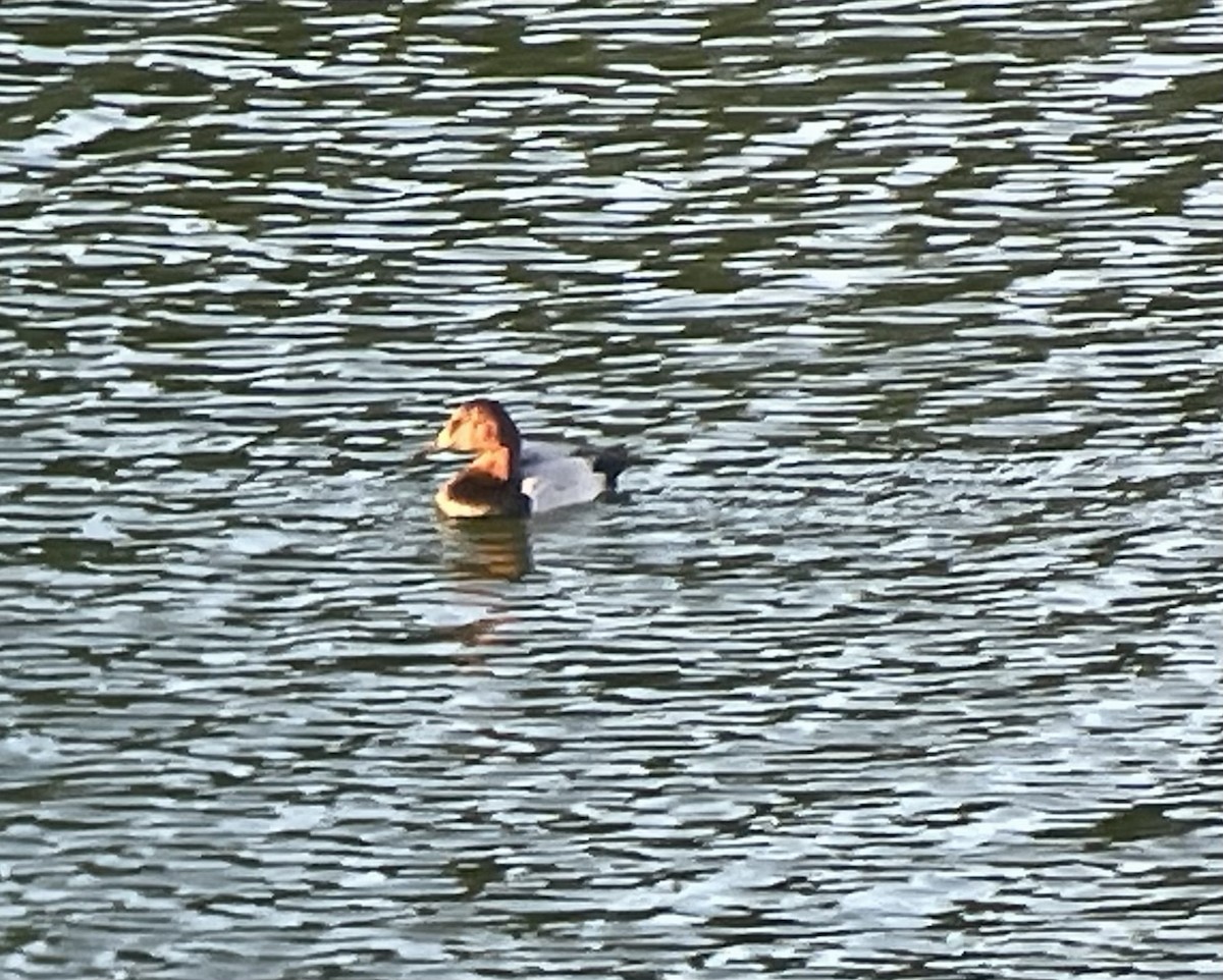 Canvasback - ML626826290