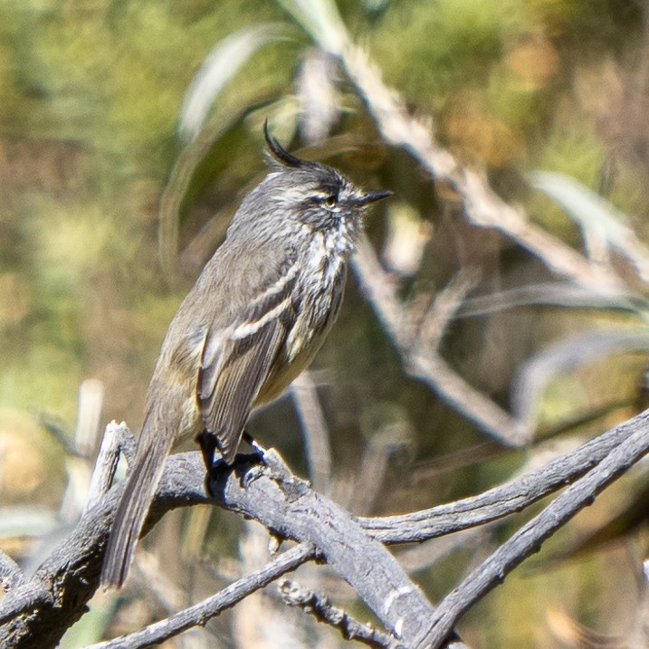 guløyemeisetyrann - ML626826352