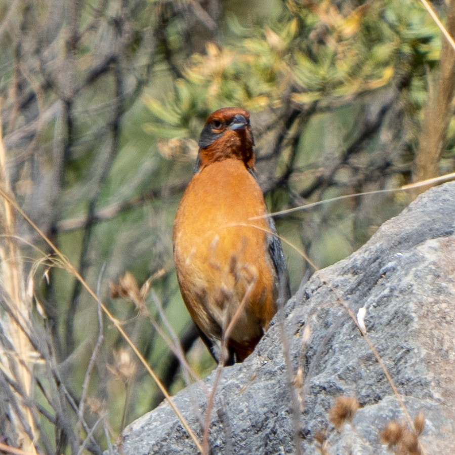 Cochabamba Mountain Finch - ML626826399