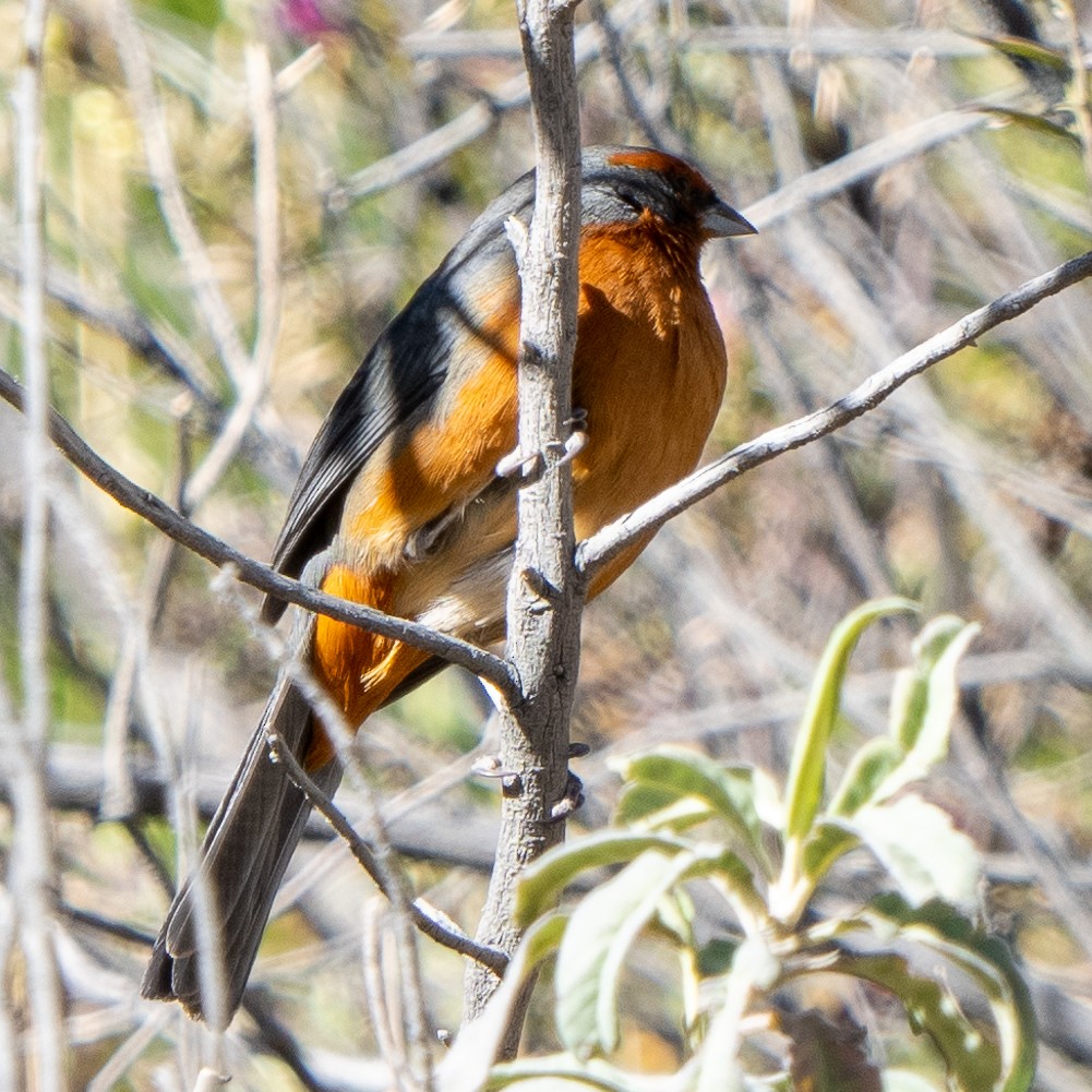 Cochabamba Mountain Finch - ML626826400