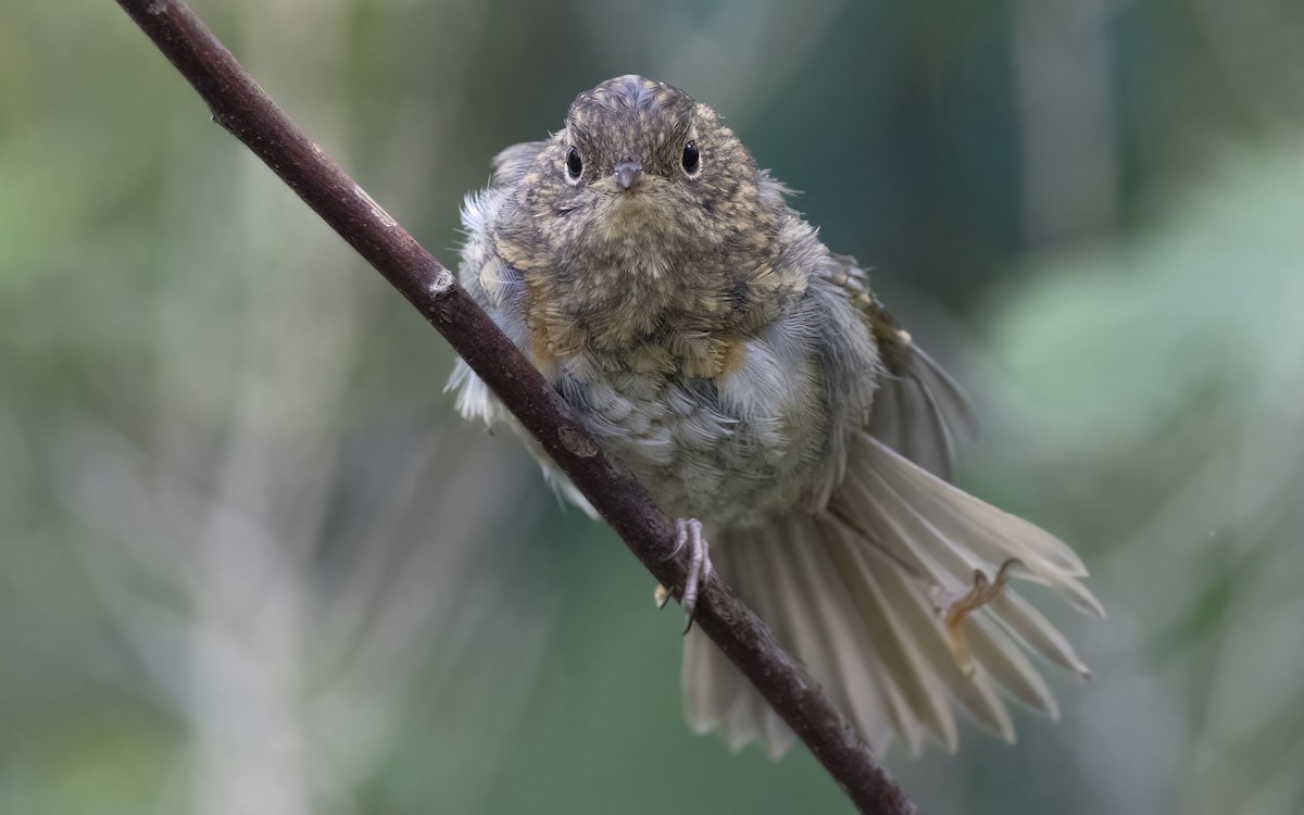 European Robin - ML626826454