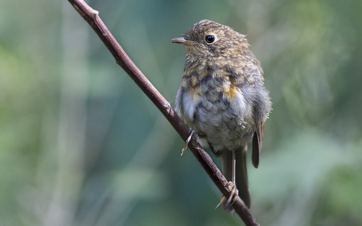 European Robin - ML626826455