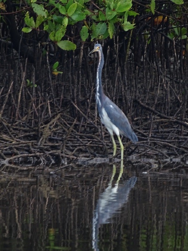Tricolored Heron - ML626826471