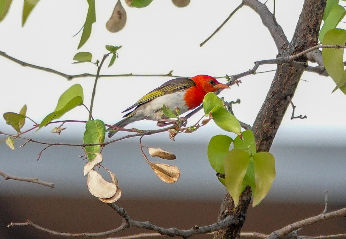 Red-headed Weaver (Southern) - ML626826591