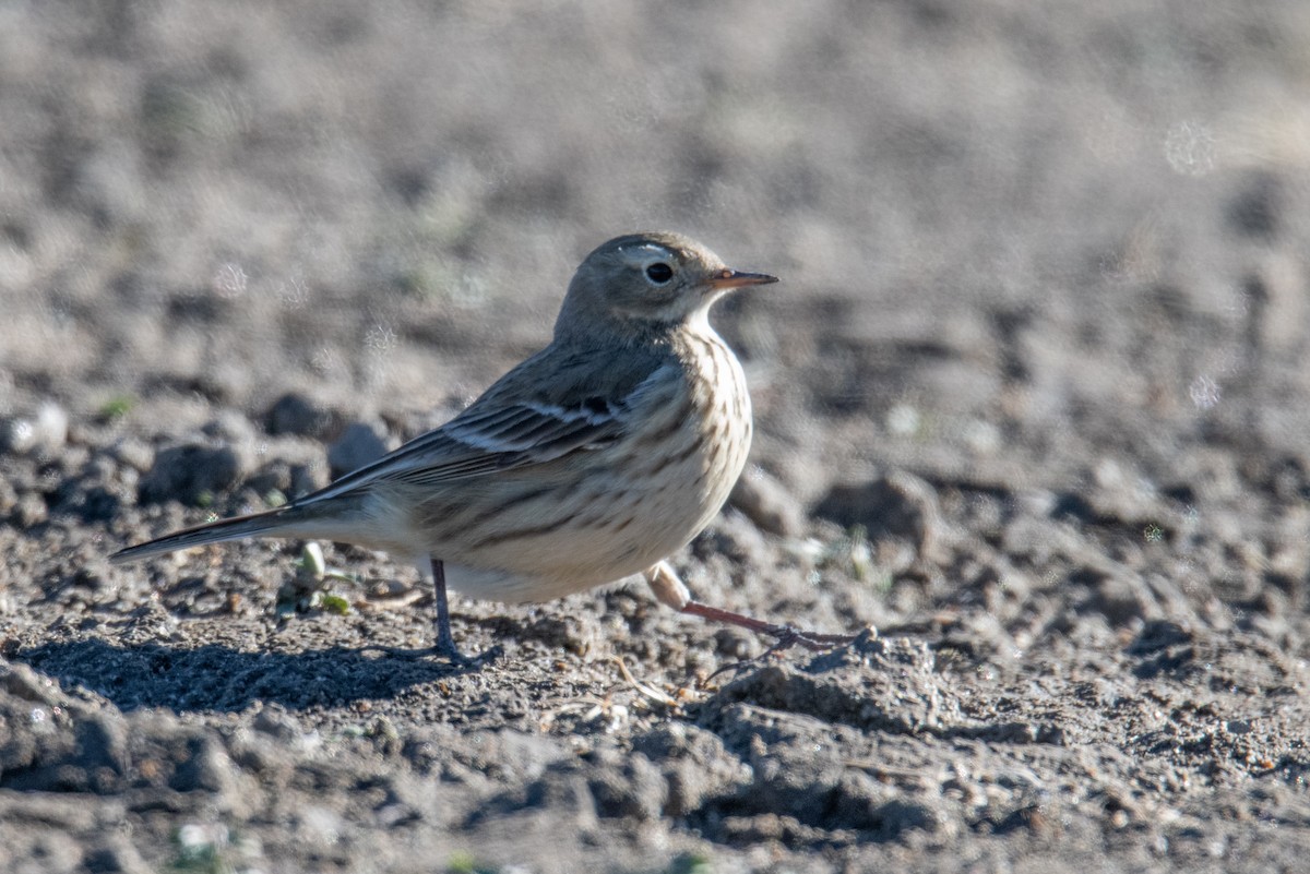 American Pipit - ML626826618