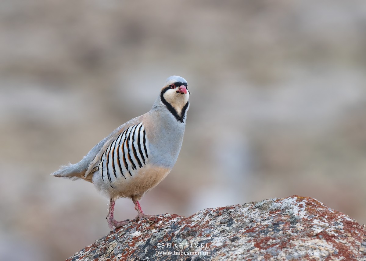 Chukarhuhn - ML626826672