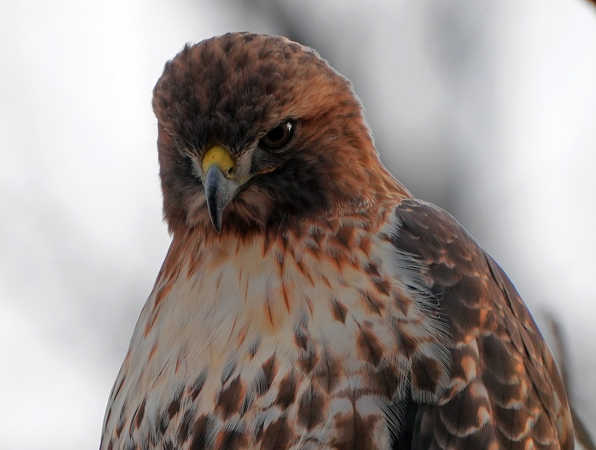 Red-tailed Hawk - ML626826700