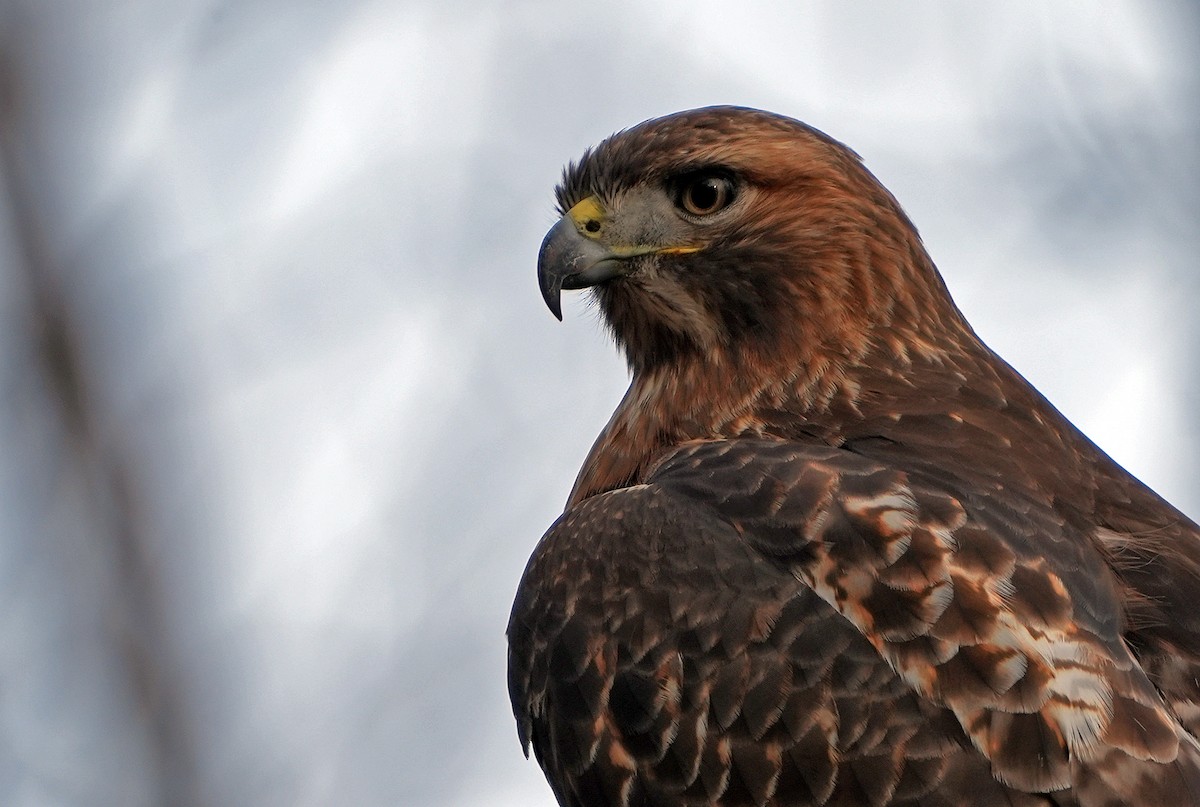 Red-tailed Hawk - ML626826701