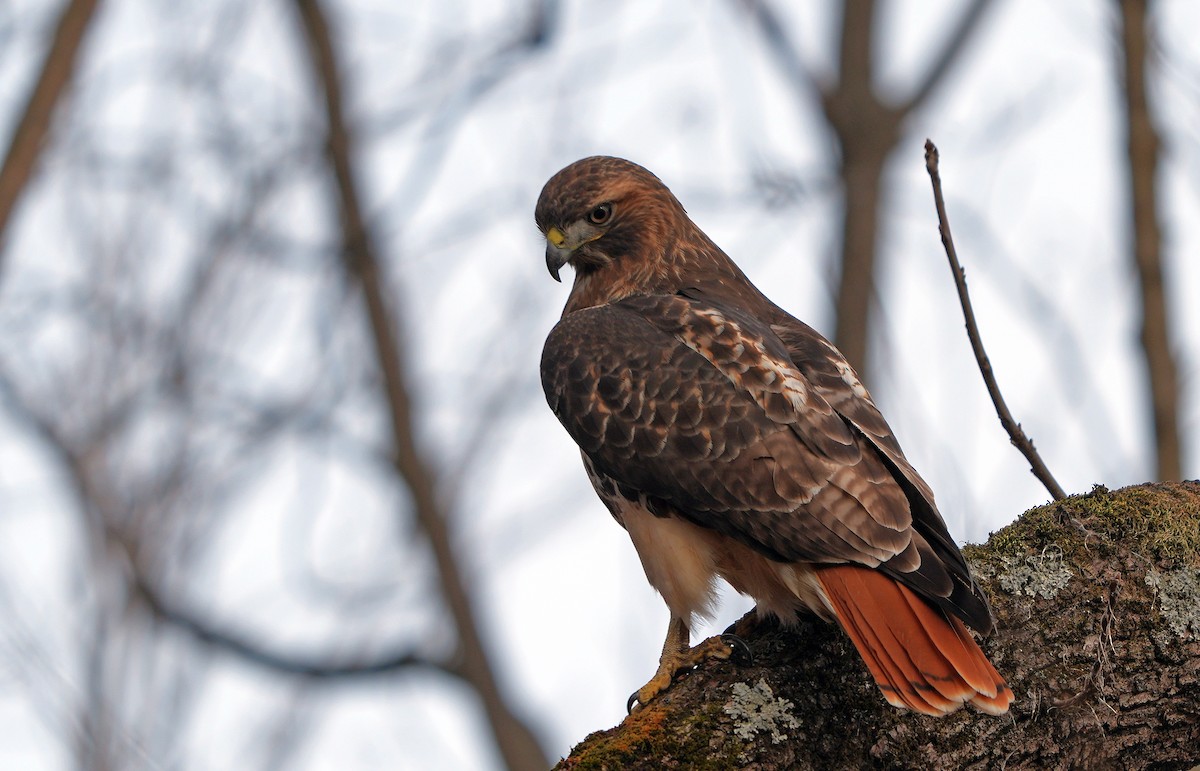 Red-tailed Hawk - ML626826702