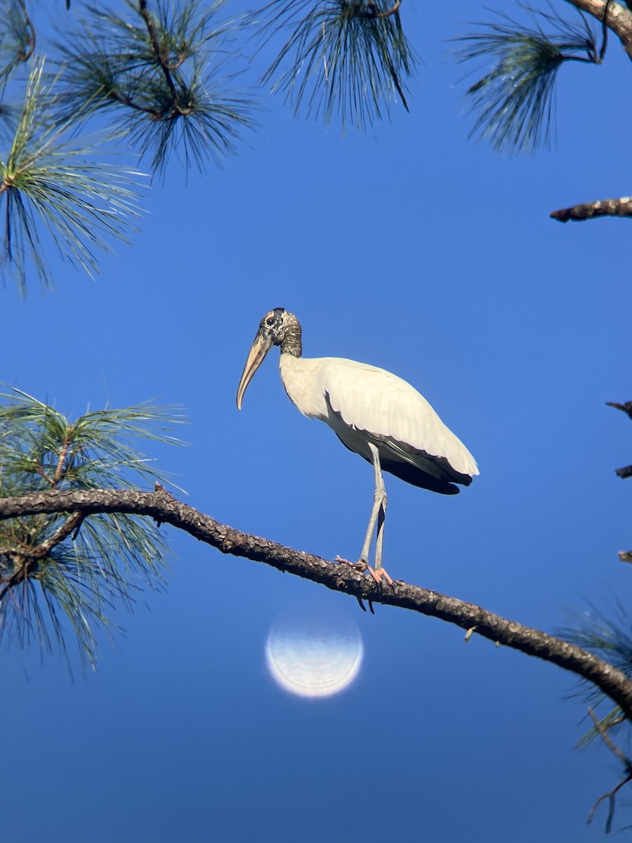 Wood Stork - ML626826826