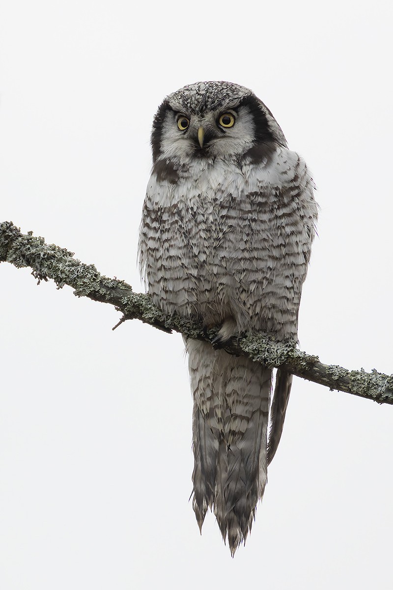 Northern Hawk Owl - ML626827013
