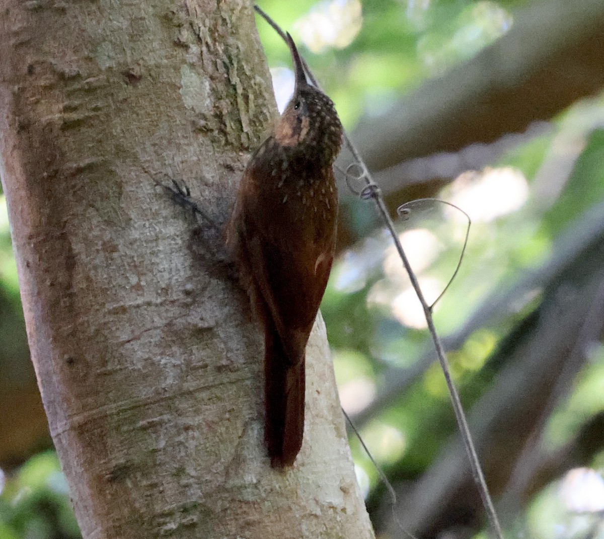 Ceara Woodcreeper - ML626827059