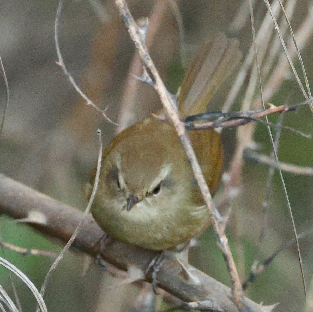 Brownish-flanked Bush Warbler - ML626827202