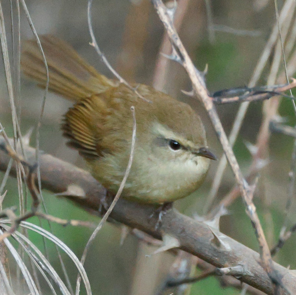 Brownish-flanked Bush Warbler - ML626827203