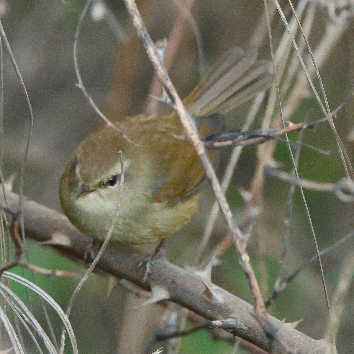 Brownish-flanked Bush Warbler - ML626827204