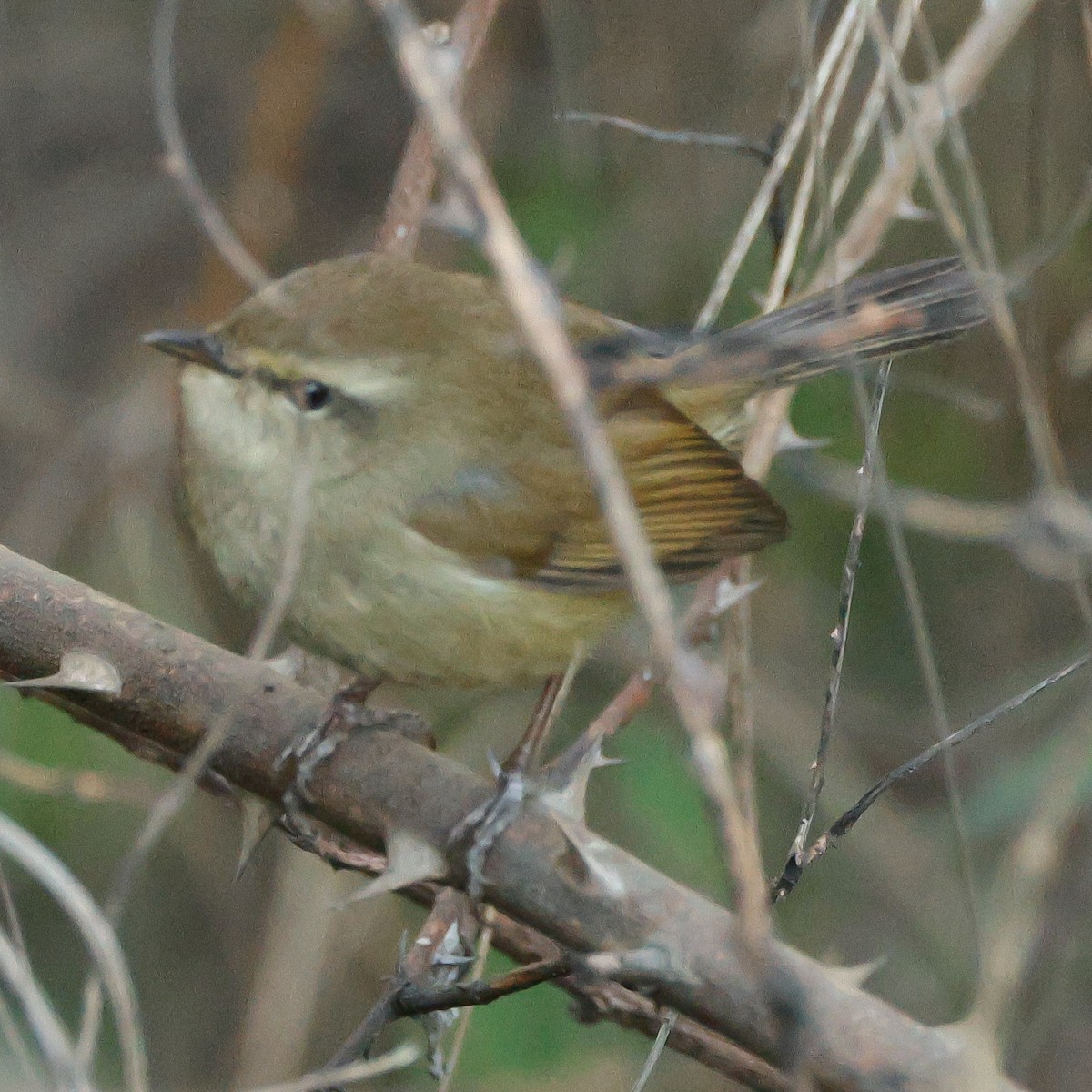 Brownish-flanked Bush Warbler - ML626827205