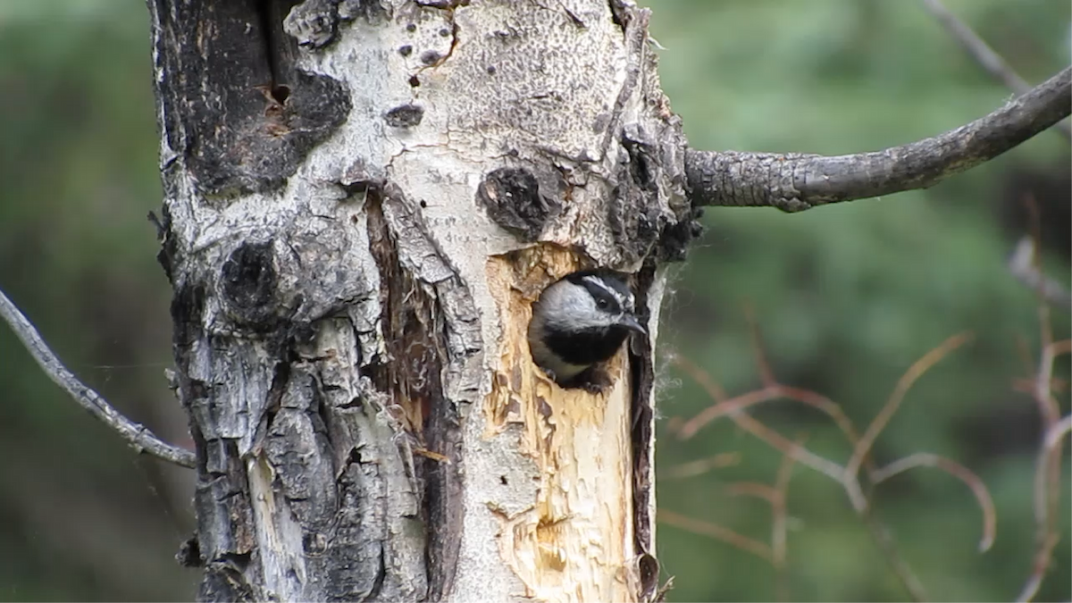 Mountain Chickadee - ML626827226