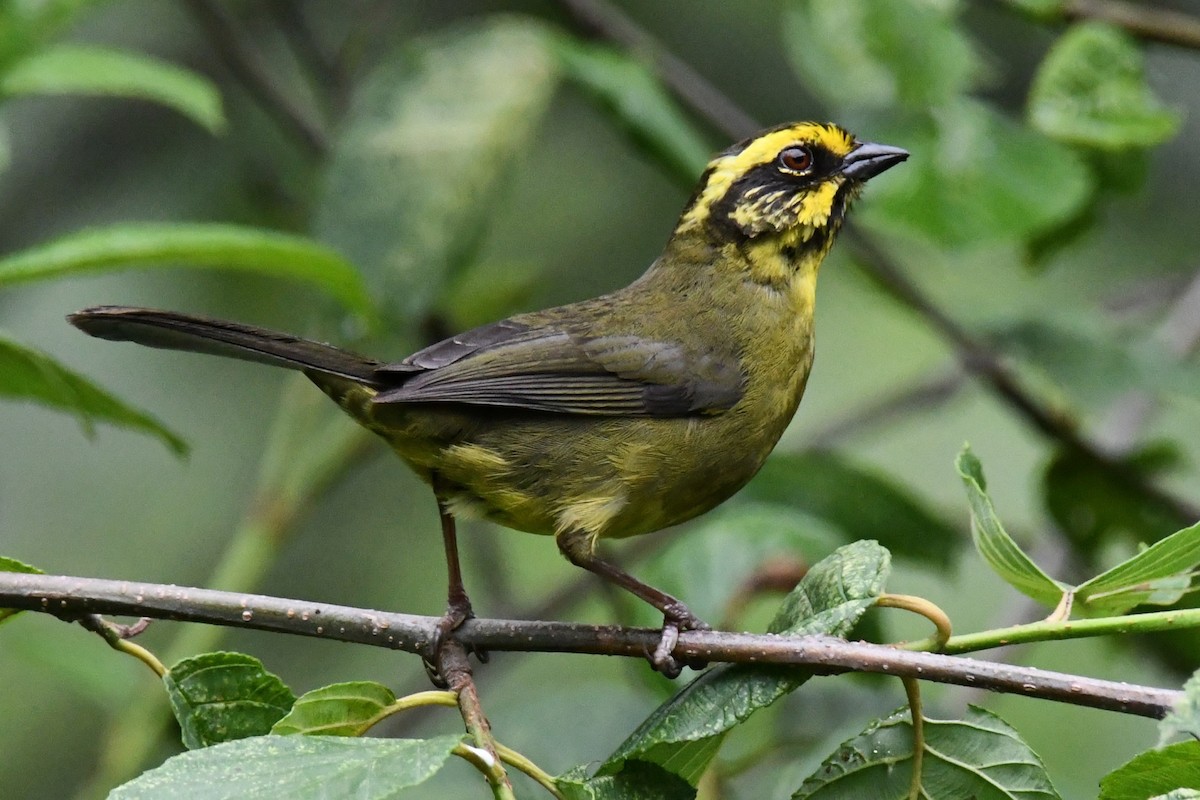 Yellow-striped Brushfinch - ML626827343