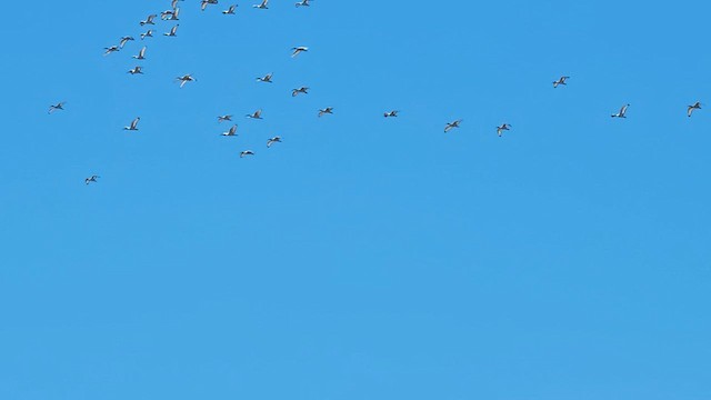 African Sacred Ibis - ML626827391