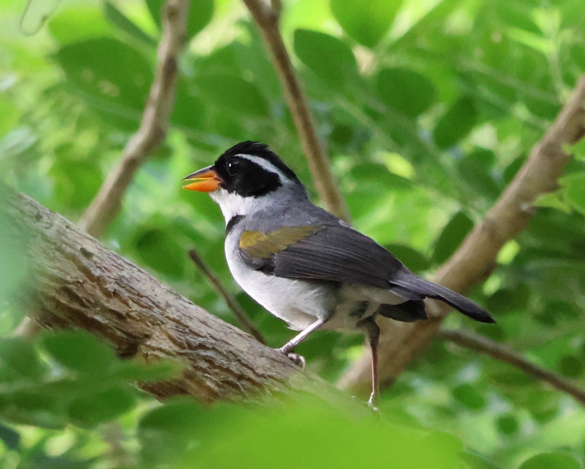 Saffron-billed Sparrow (Gray-backed) - ML626827444