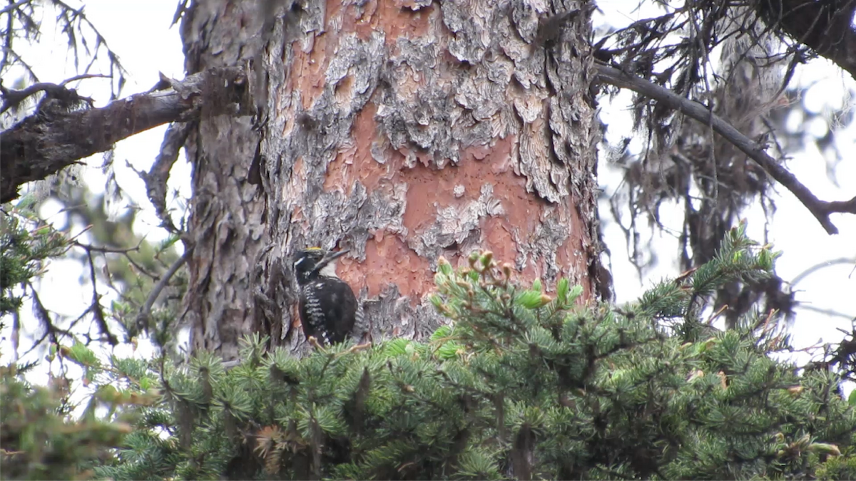 American Three-toed Woodpecker - ML626827540