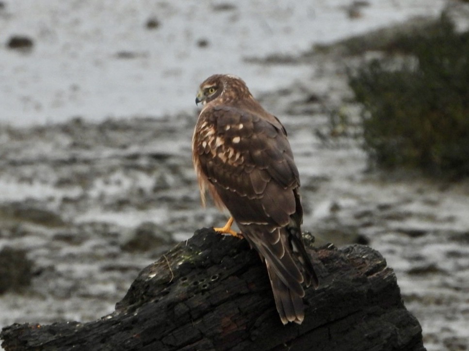 Northern Harrier - ML626827614