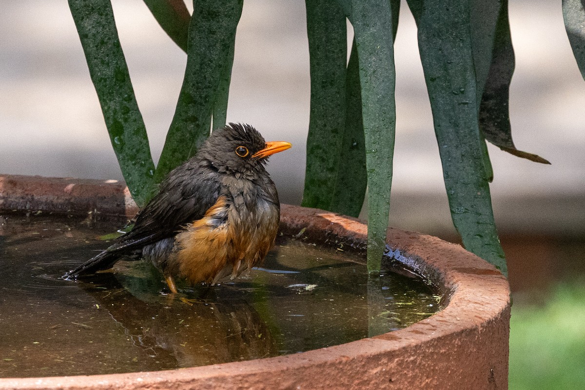 Abyssinian Thrush - ML626828206