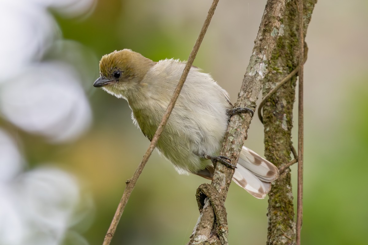 Pallid Honeyguide - ML626828383