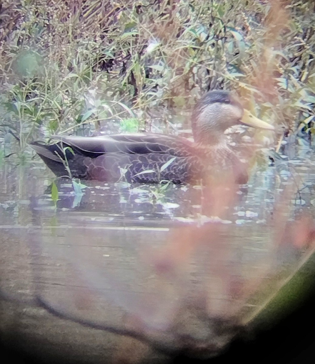 アメリカガモ - ML626828418