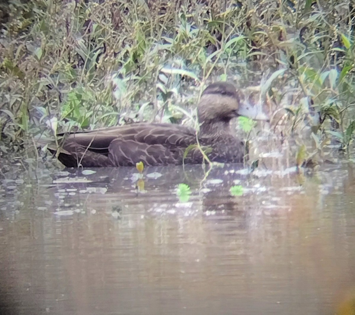 アメリカガモ - ML626828419