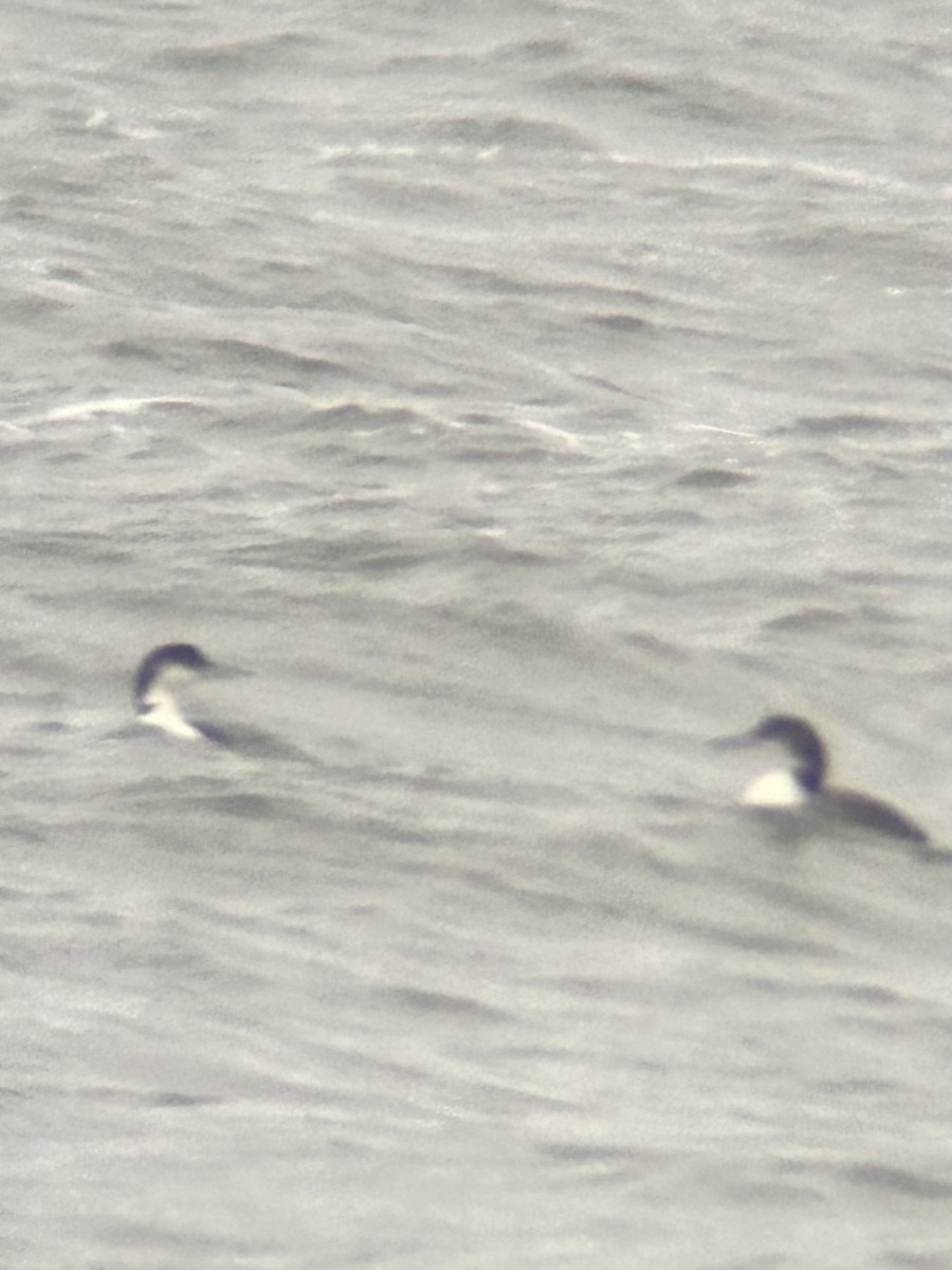 Common Loon - ML626828686