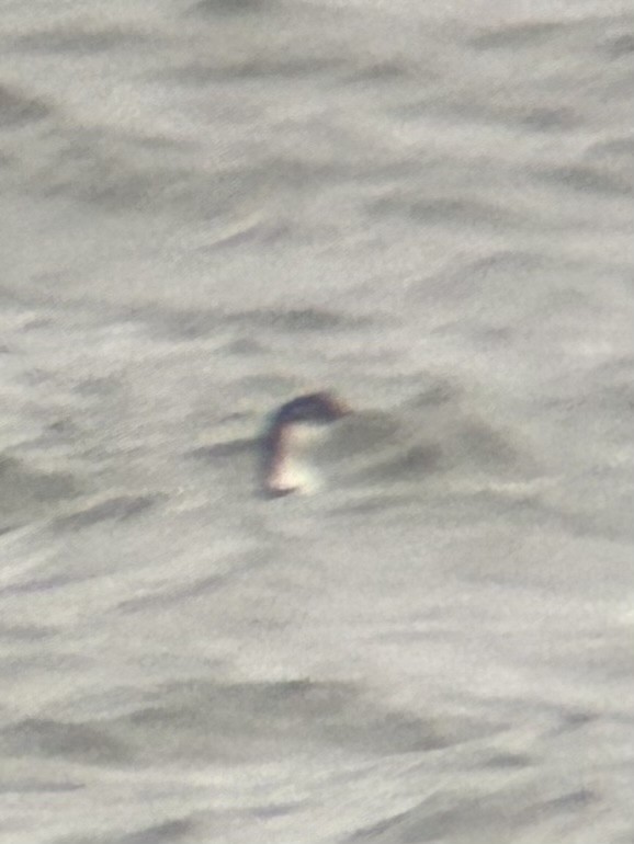 Common Loon - ML626828687