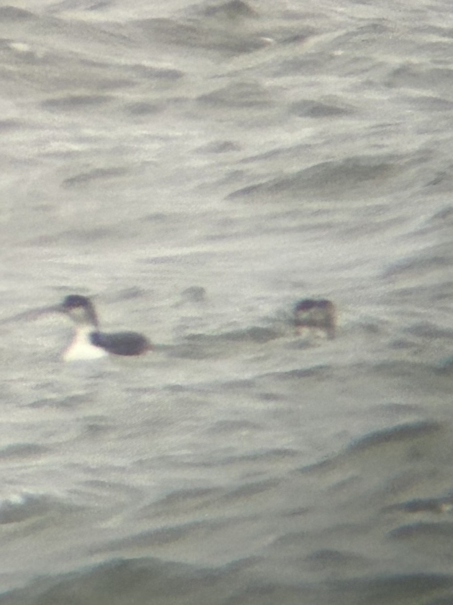 Common Loon - ML626828689