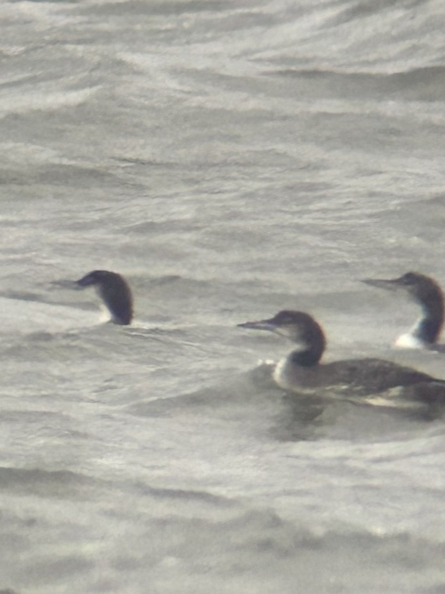 Common Loon - ML626828690