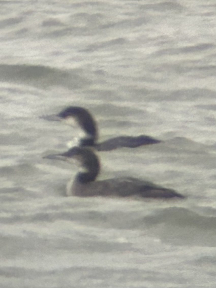 Common Loon - ML626828691