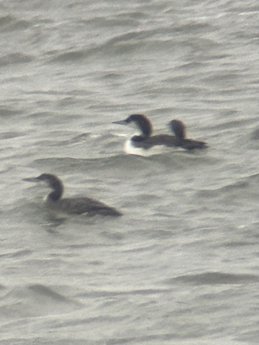 Common Loon - ML626828692