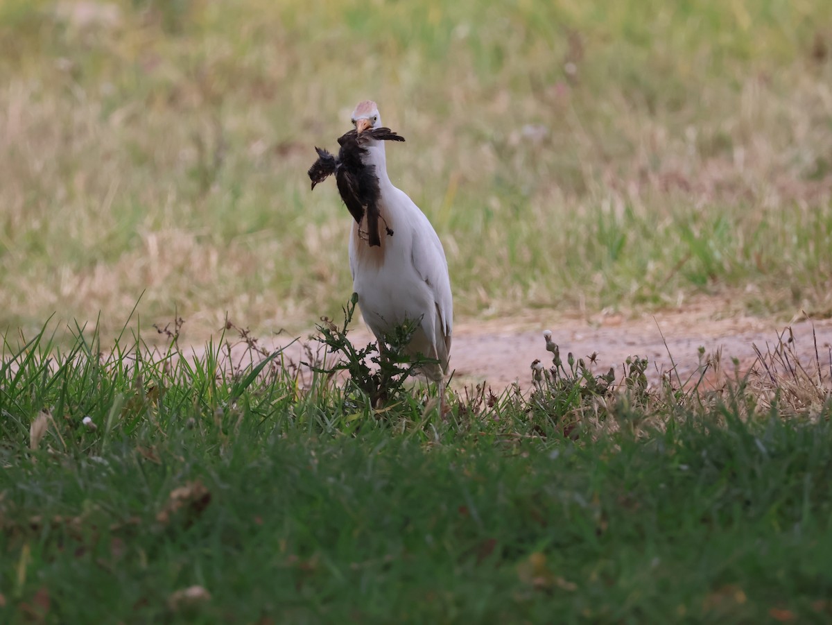 Western Cattle-Egret - ML626828757
