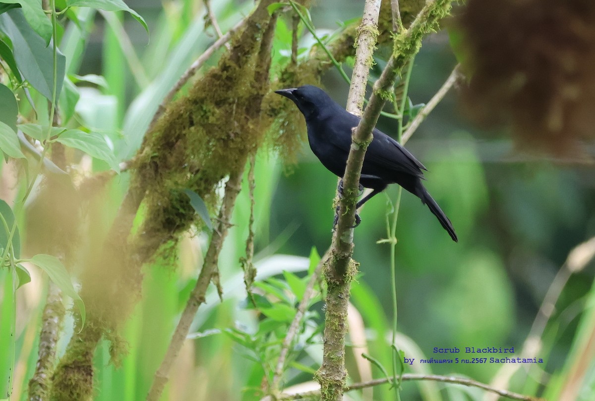 Scrub Blackbird - ML626828799