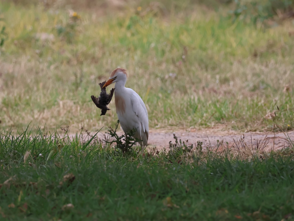 Western Cattle-Egret - ML626828803
