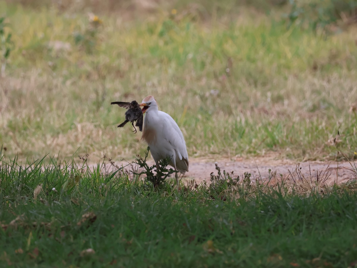 Western Cattle-Egret - ML626828804