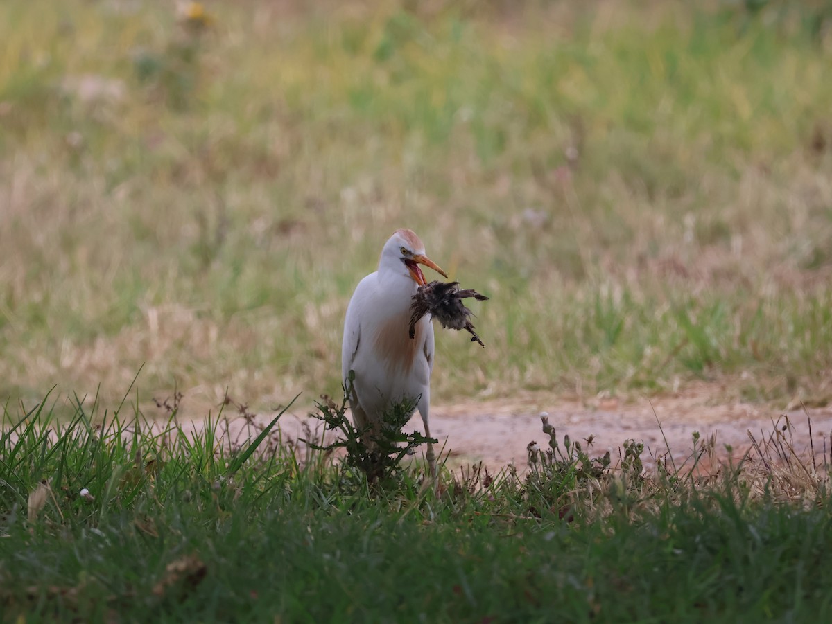 Western Cattle-Egret - ML626828806