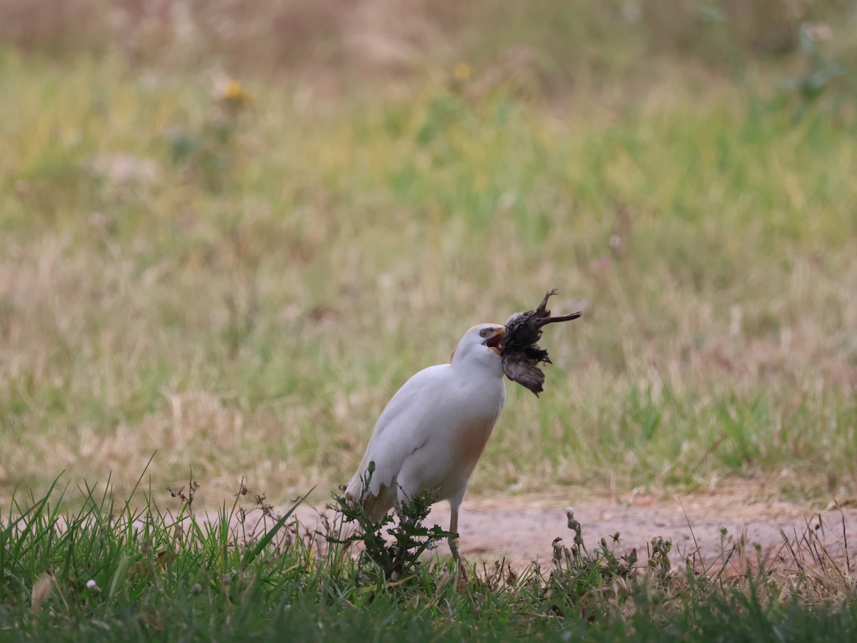 Western Cattle-Egret - ML626828879