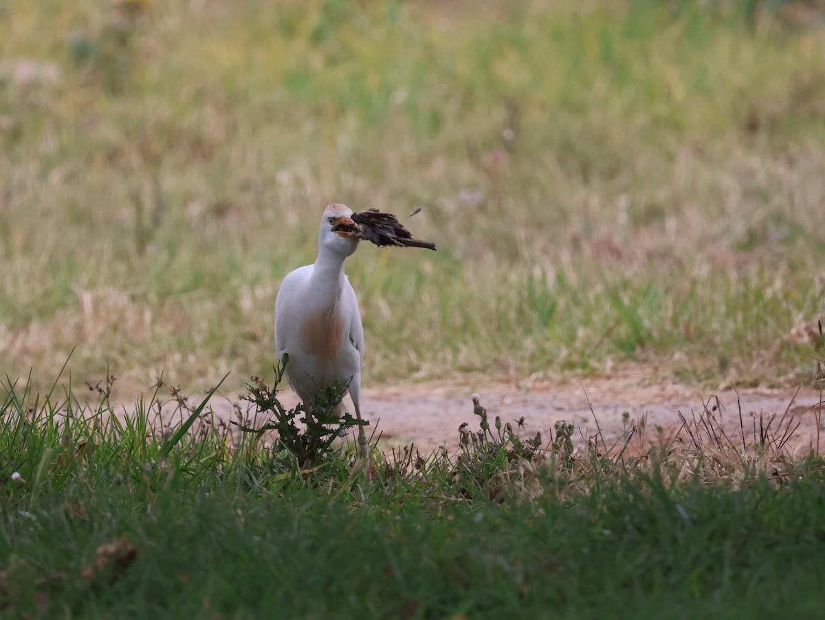 Western Cattle-Egret - ML626828885
