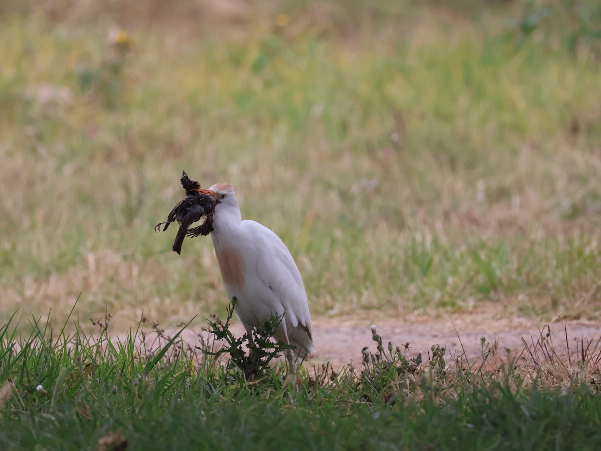 Western Cattle-Egret - ML626828886