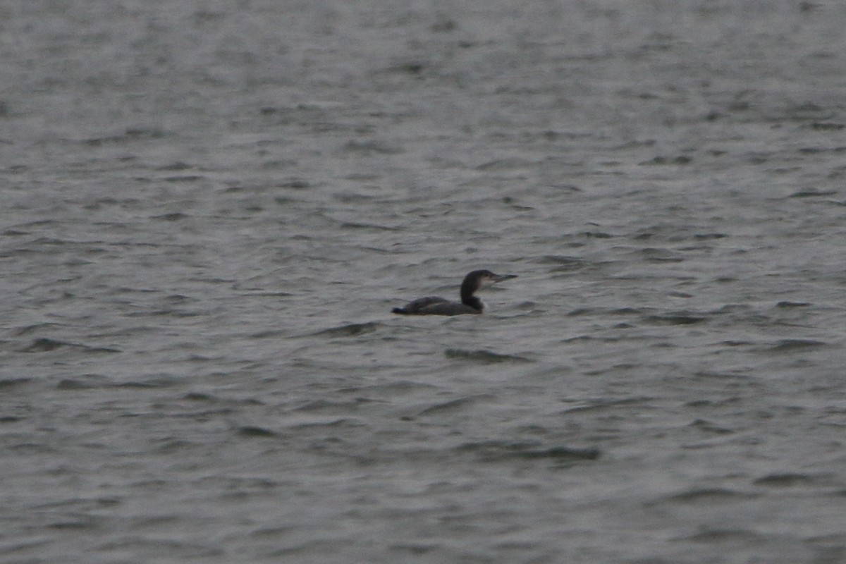 Common Loon - ML626829206